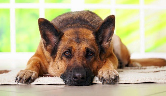 Ebook sobre los perros para principiantes 4 Ebook gratuito de perros