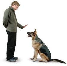 Manual de Adiestramiento Canino Gratuito Para Amantes de Perros