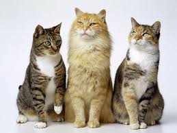 E-book Sobre Gatos Dom&eacute;sticos Gratuito